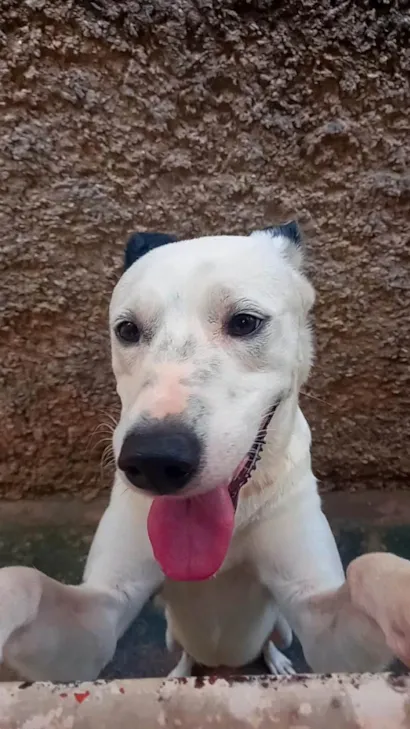 Cachorro raça SRD-ViraLata idade 2 a 6 meses nome Apollo