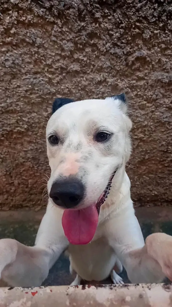 Cachorro ra a SRD-ViraLata idade 2 a 6 meses nome Apollo