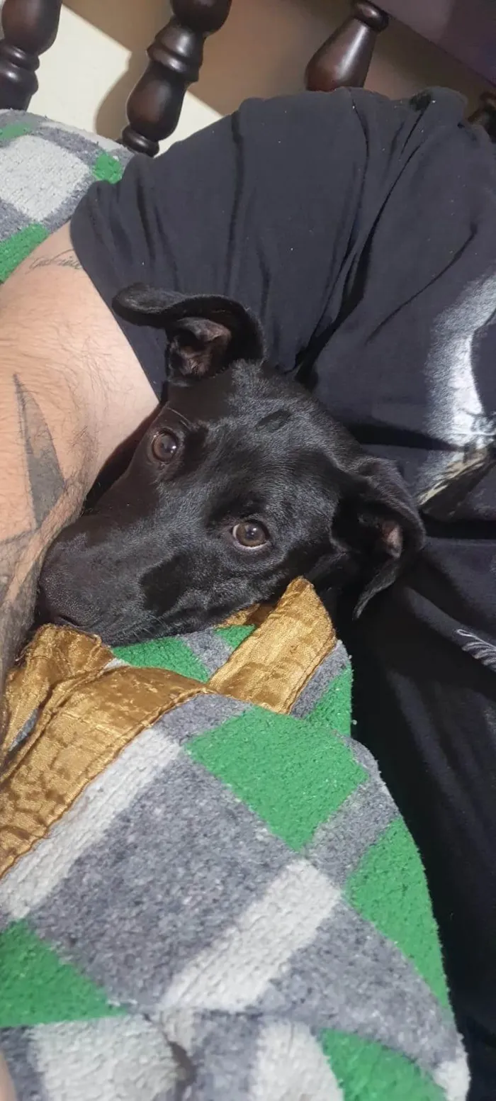 Cachorro ra a SRD-ViraLata idade 2 a 6 meses nome GABRIELLA ANTUNES DE SOUZA