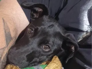 Cachorro raça SRD-ViraLata idade 2 a 6 meses nome GABRIELLA ANTUNES DE SOUZA