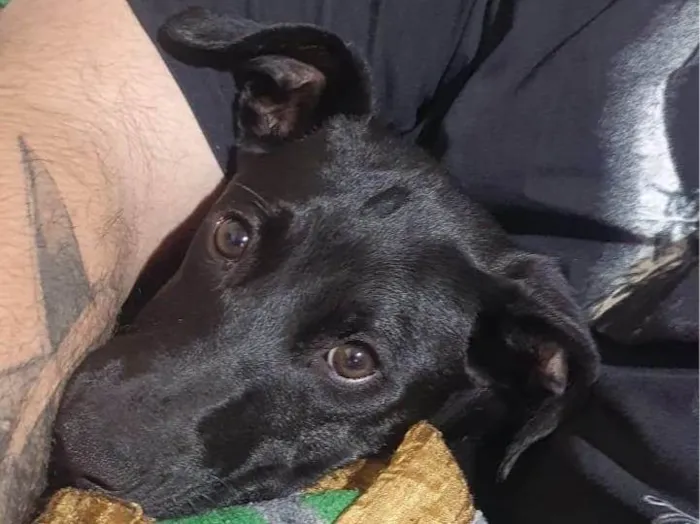 Cachorro ra a SRD-ViraLata idade 2 a 6 meses nome GABRIELLA ANTUNES DE SOUZA