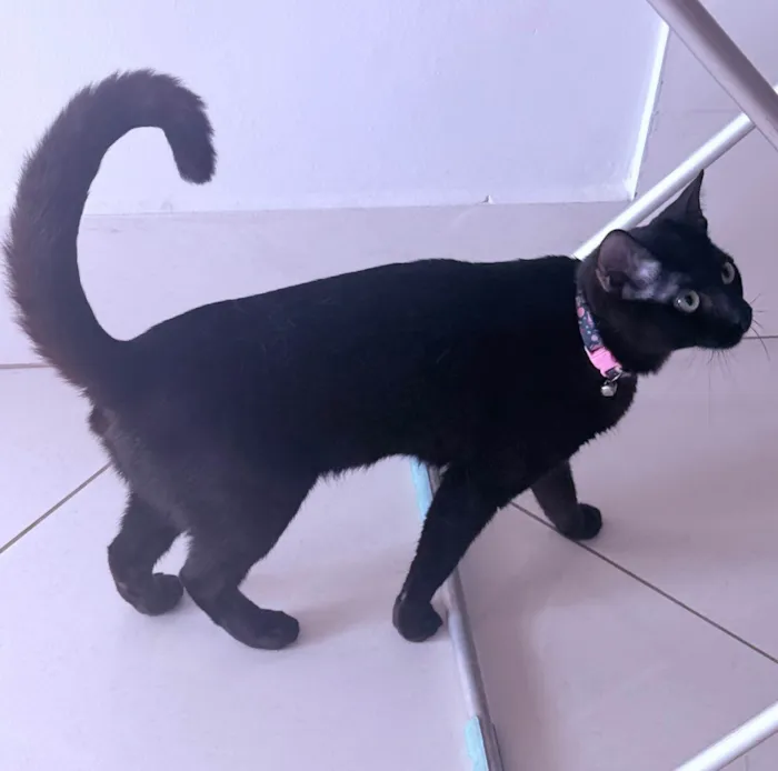 Gato ra a Siamês idade 1 ano nome Antonella