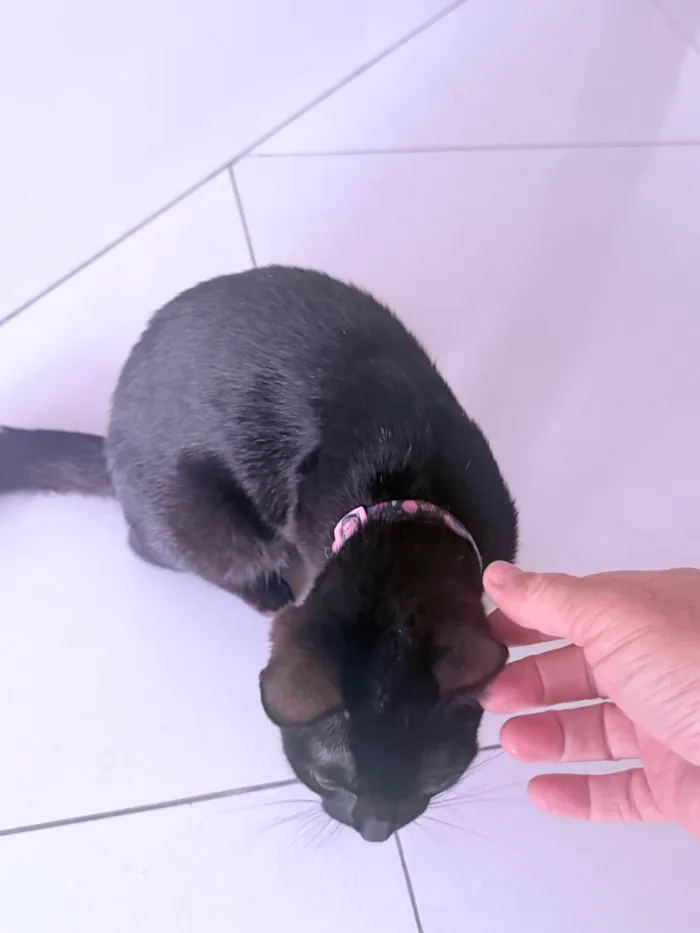 Gato ra a Siamês idade 1 ano nome Antonella