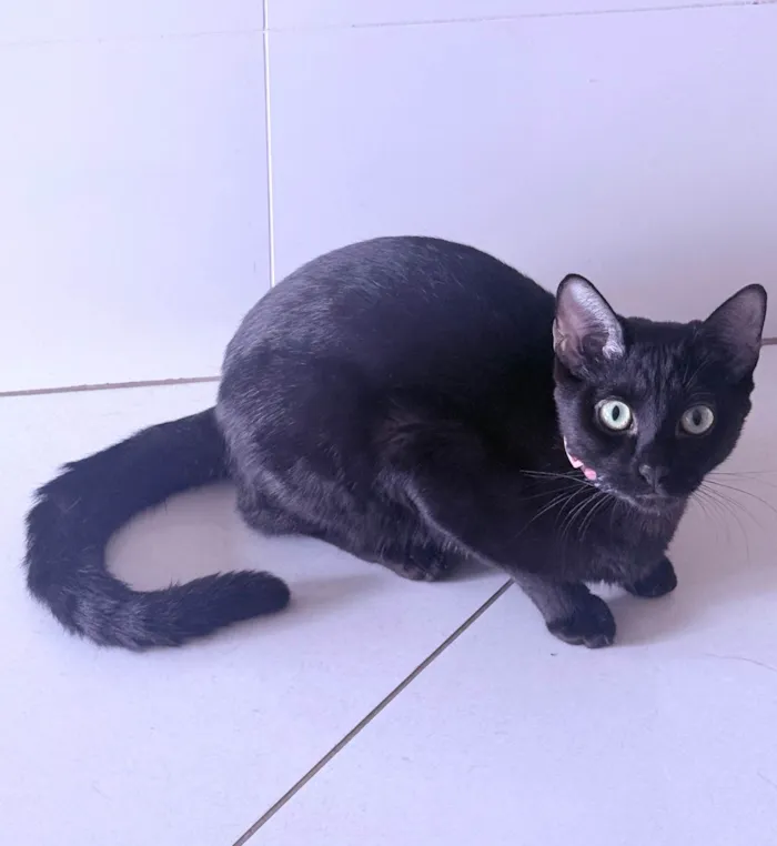 Gato ra a Siamês idade 1 ano nome Antonella