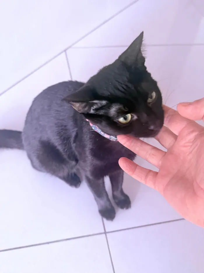 Gato ra a Siamês idade 1 ano nome Antonella
