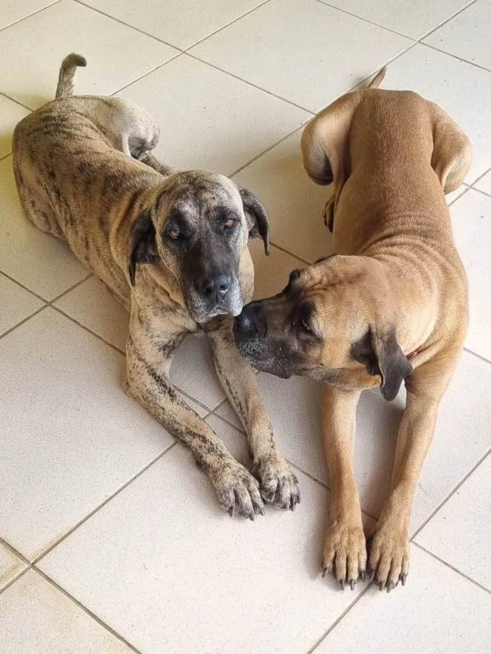 Cachorro raça Fila idade 3 anos nome Nala