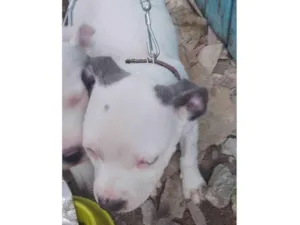 Cachorro raça Pit-Bull idade Abaixo de 2 meses nome Lucas Siqueira da Silva 
