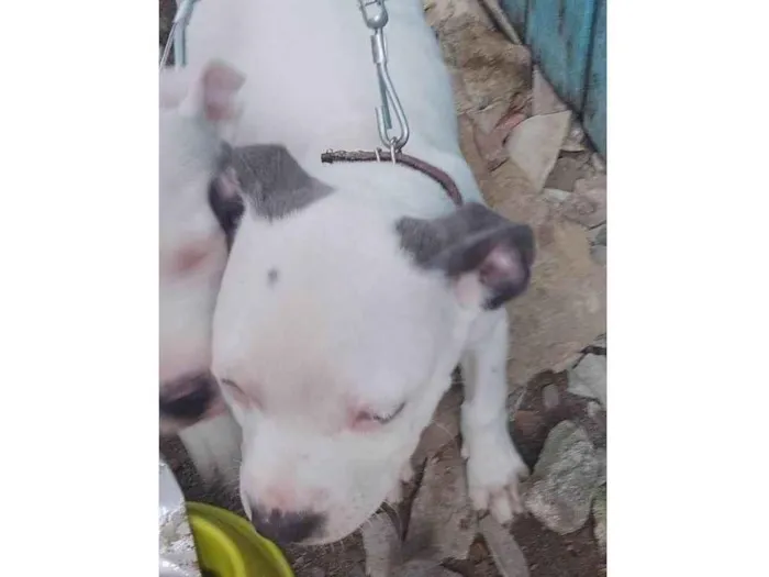 Cachorro ra a Pit-Bull idade Abaixo de 2 meses nome Lucas Siqueira da Silva 