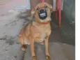 Xodo