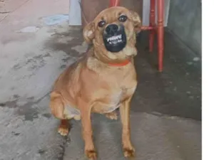 Cachorro raça SRD-ViraLata idade 7 a 11 meses nome Xodo