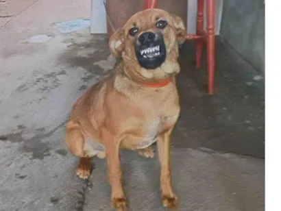 Cachorro raça SRD-ViraLata idade 7 a 11 meses nome Xodo