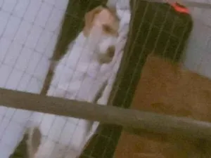 Cachorro raça SRD-ViraLata idade 3 anos nome Liliy