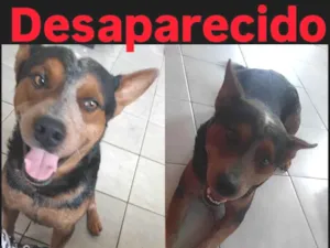 Cachorro raça Pastor Alemão idade 6 ou mais anos nome Thor
