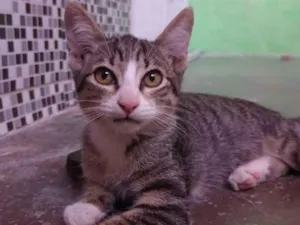 Gato raça SRD-ViraLata idade 2 a 6 meses nome Dante.
