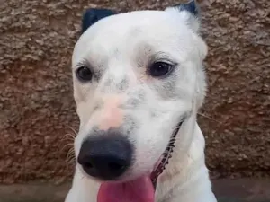 Cachorro raça SRD-ViraLata idade 2 a 6 meses nome Apollo