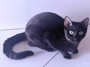 Gato raça Siamês idade 1 ano nome Antonella