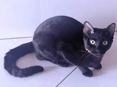 Gato raça Siamês idade 1 ano nome Antonella