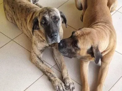 Cachorro raça Fila idade 3 anos nome Nala