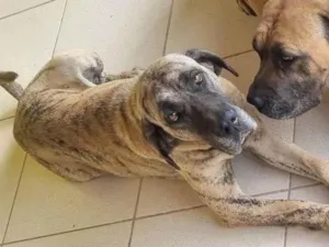 Cachorro raça Fila idade 3 anos nome Jade