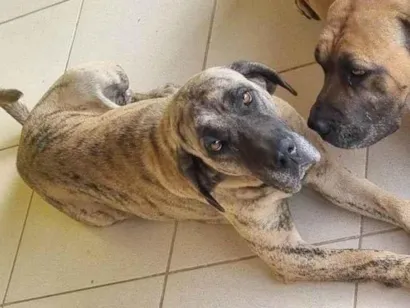 Cachorro raça Fila idade 3 anos nome Jade