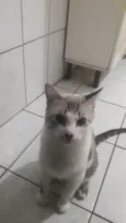 Chico