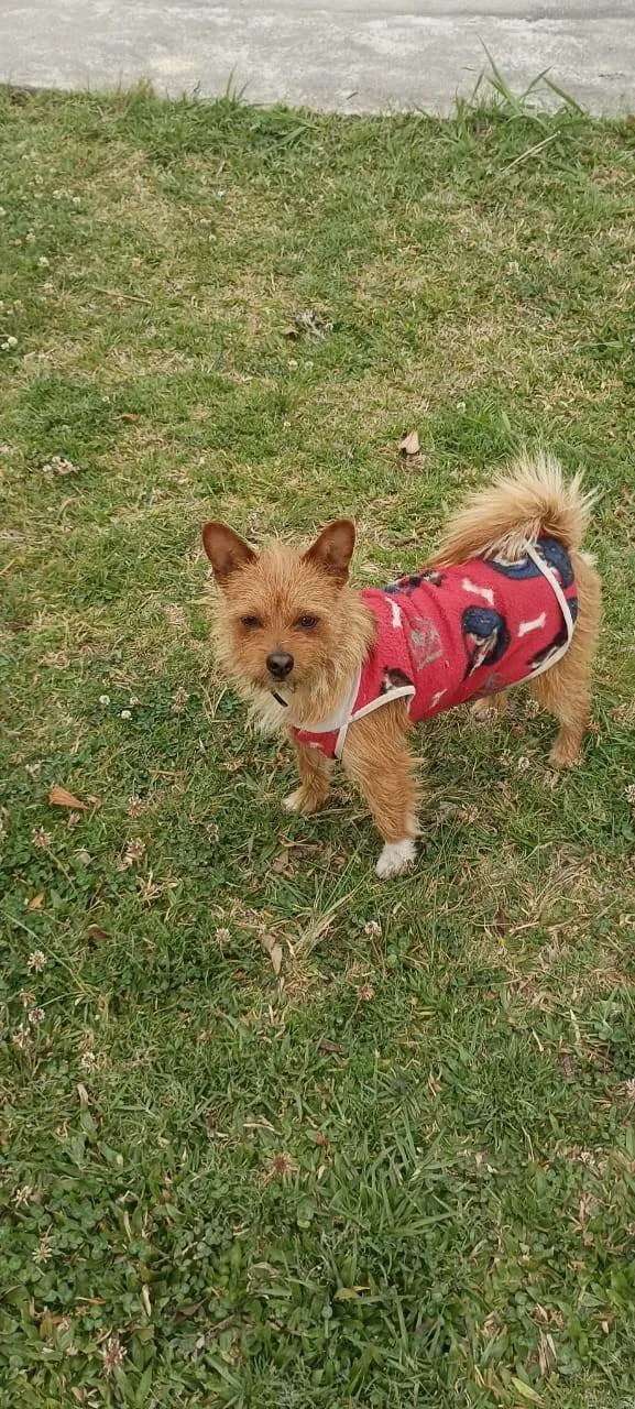Cachorro ra a SRD-ViraLata idade 3 anos nome Achei na rua,nao sei o nome.