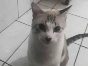 Gato raça SRD-ViraLata idade 1 ano nome Chico 
