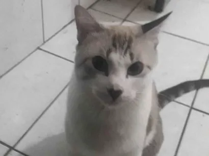 Gato raça SRD-ViraLata idade 1 ano nome Chico 