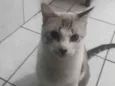 Chico