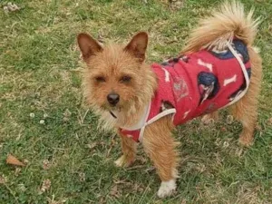Cachorro raça SRD-ViraLata idade 3 anos nome Achei na rua,nao sei o nome.