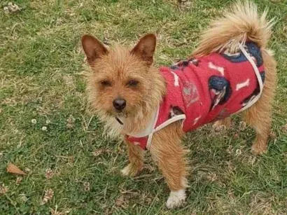 Cachorro raça SRD-ViraLata idade 3 anos nome Achei na rua,nao sei o nome.