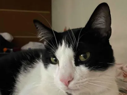 Gato raça SRD-ViraLata idade 2 a 6 meses nome Draco 