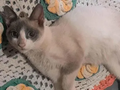Gato raça Siamês idade 7 a 11 meses nome Gojo