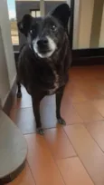 TREVOR