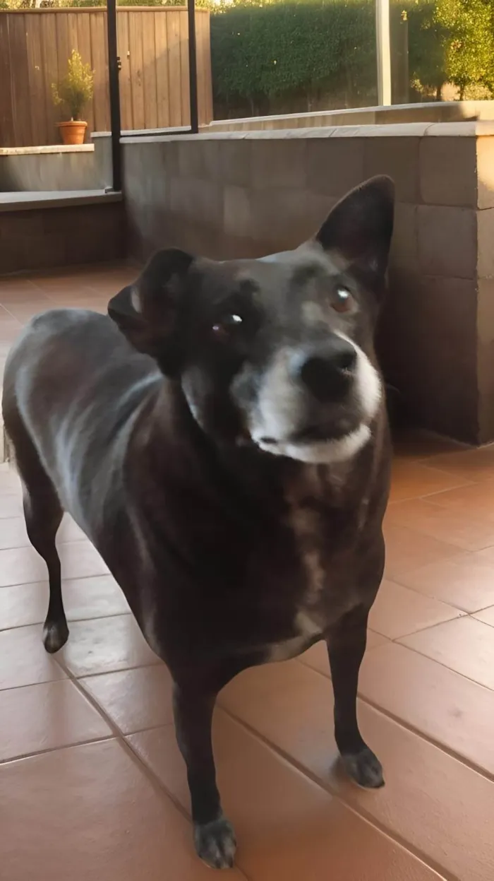 Cachorro ra a SRD-ViraLata idade 5 anos nome TREVOR