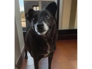 Cachorro raça SRD-ViraLata idade 5 anos nome TREVOR