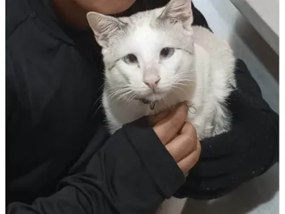 Gato raça SRD-ViraLata idade 7 a 11 meses nome Polar