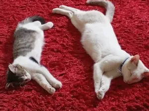 Gato raça SRD-ViraLata idade 7 a 11 meses nome Polar