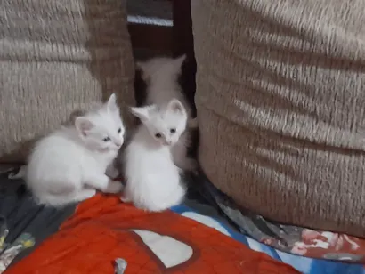 Gato raça SRD-ViraLata idade 2 a 6 meses nome Não tem