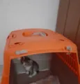 Não tem