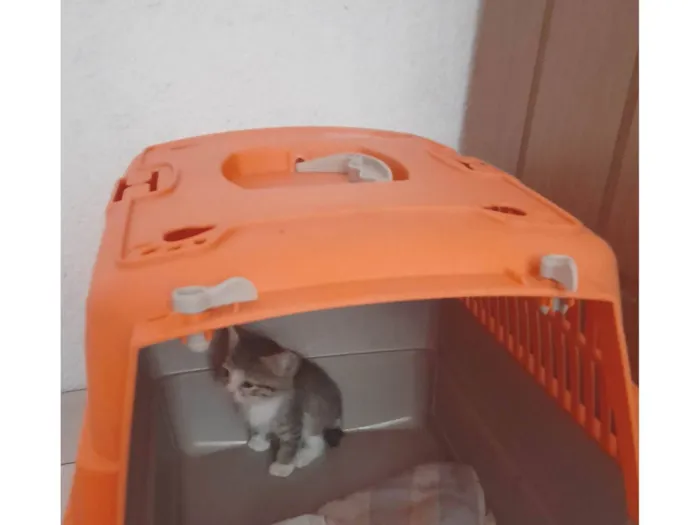 Gato ra a SRD-ViraLata idade 2 a 6 meses nome Não tem