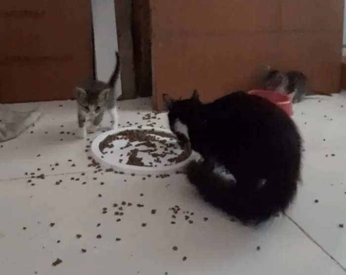 Gato ra a SRD-ViraLata idade 2 a 6 meses nome Não tem
