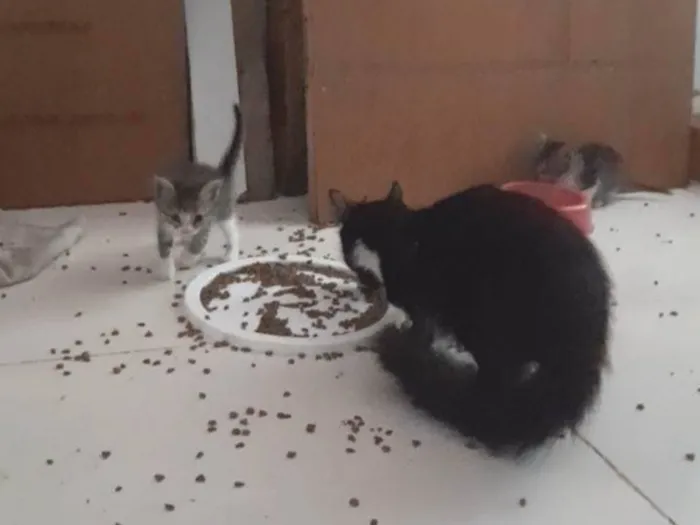 Gato ra a SRD-ViraLata idade 2 a 6 meses nome Não tem