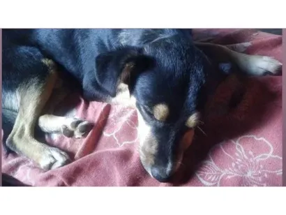 Cachorro raça Shnauzer idade 1 ano nome Micky