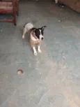 Susi