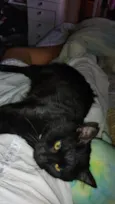 Bolinha