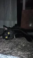 Bolinha 