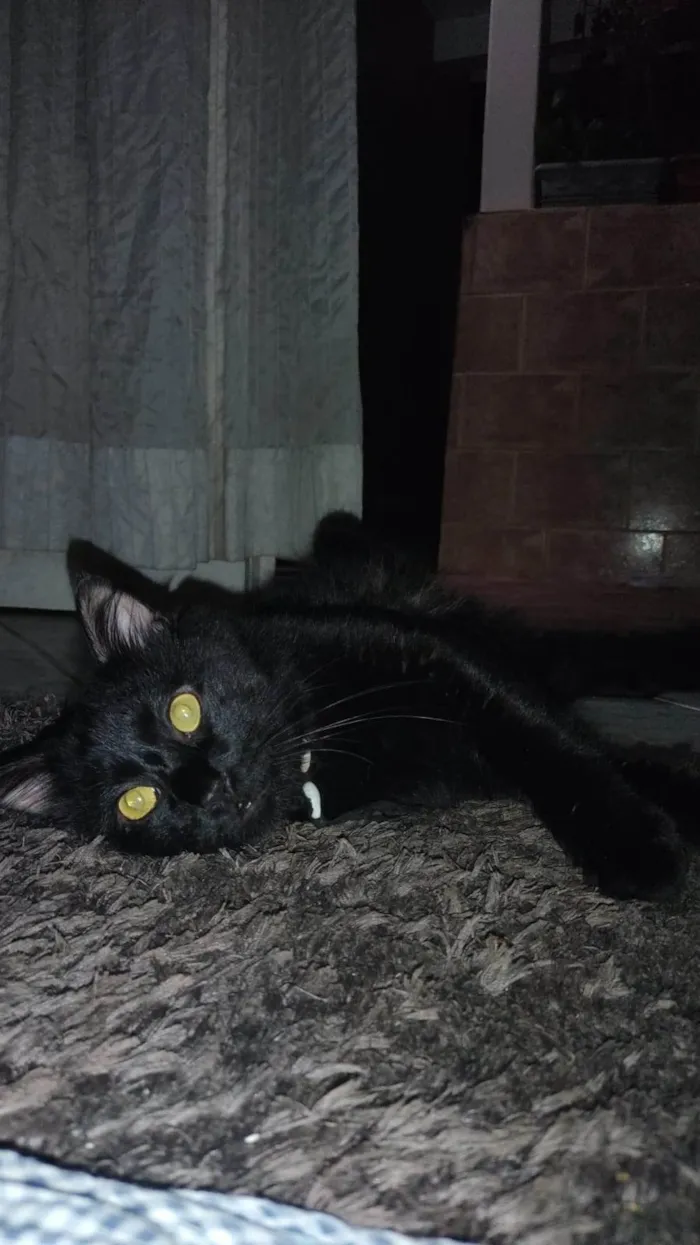 Gato ra a SRD-ViraLata idade 3 anos nome Bolinha 