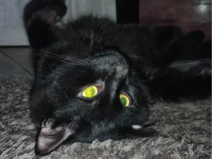 Gato raça SRD-ViraLata idade 3 anos nome Bolinha 