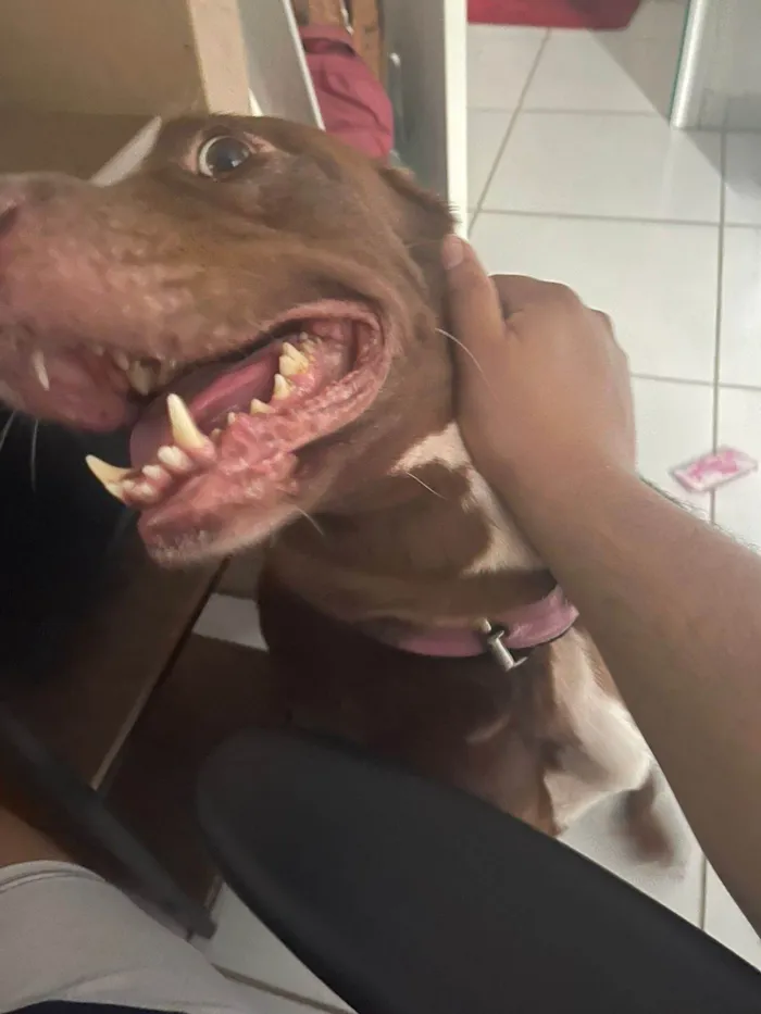 Cachorro ra a Labrador idade 6 ou mais anos nome Charlote